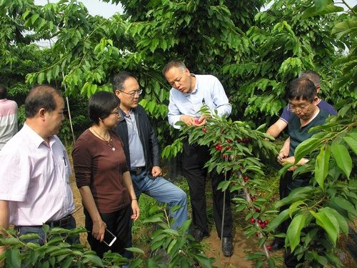 山西省林草局林木品种审定委员会秘书处组织专家委员对甜樱桃审定品种