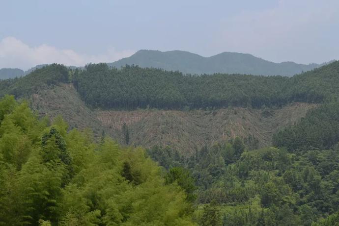27日,寨老组召开了两次全体村民会议,决定到上述山场将自己种植的林木