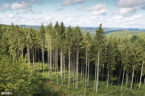 营林造林中的播种育苗技术,掌握以下几点,保障树木成活率