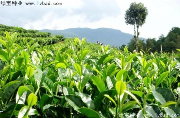 [茶树种子]茶树种子图片-批发报价-种植资料-产地直销-林木种子-绿宝