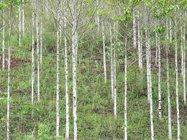 赣州林木种植大户朱先生网购红四方复合肥成功案例 ——一个电话,林木