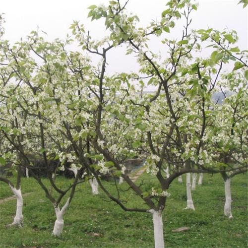 散装新品果树种籽林木种子四季播水果苹果树种子室内盆栽梨树种籽