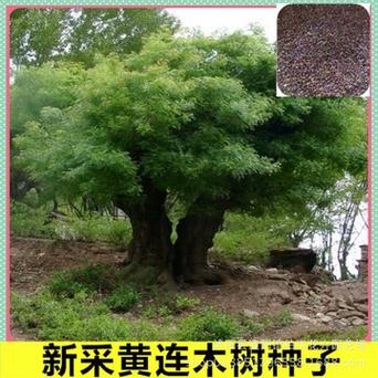 黄连木种子 林木树种 楷木惜木 绿化 树种子 颗粒饱满 南北方种植
