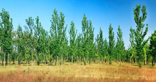 山西省2处国家级林木种质资源库建设任务圆满完成