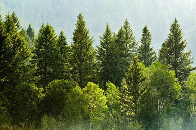 林业树木栽培,做好林木育苗以及栽植技术,有效提高树木成活率