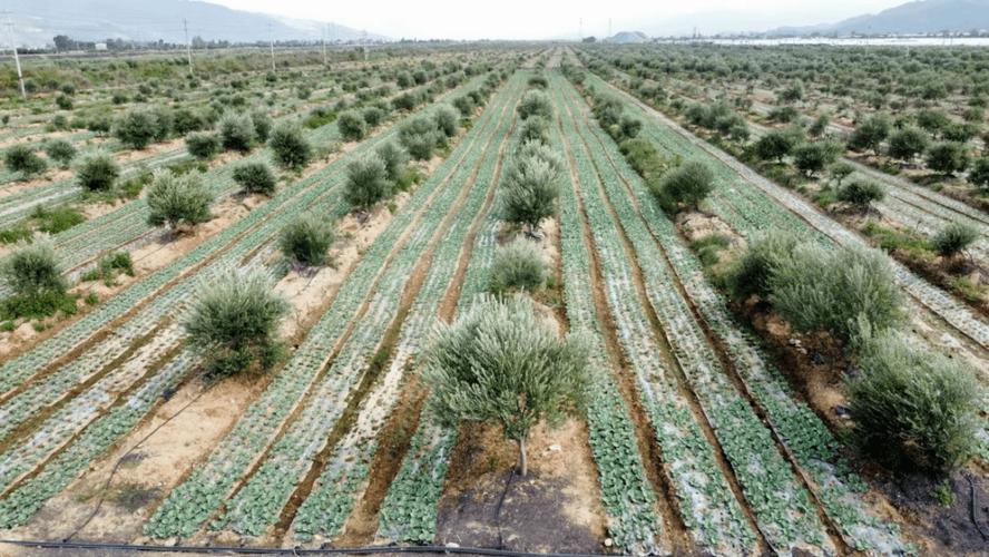 全国最大:西昌有个550亩的油橄榄种质资源库_种植_林木_国家